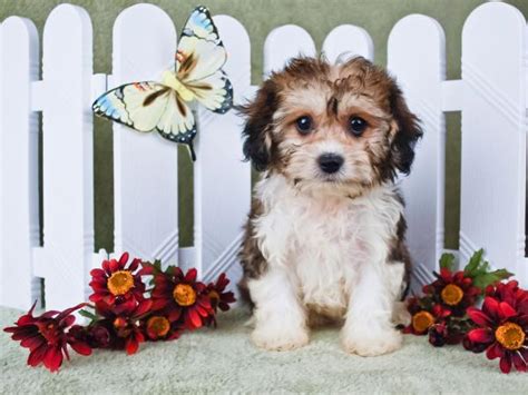 cavachon rescues for adoption.